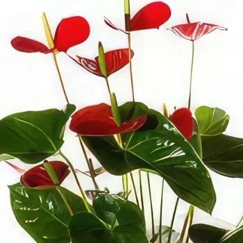 Katanija rože- Eleganca Cvet šopek/dogovor