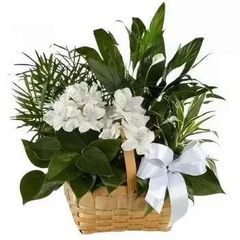 flores Benalmádena floristeria -  Canasta de plantas Ramo de flores/arreglo floral