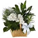 Cala Llonga flowers  -  Plant Basket Flower Bouquet/Arrangement