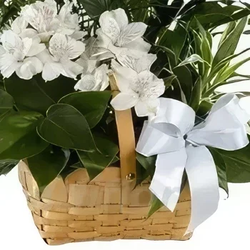 סרגוסה פרחים- סל צמחים זר פרחים/סידור פרחים