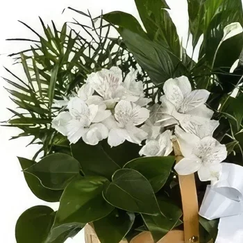 סרגוסה פרחים- סל צמחים זר פרחים/סידור פרחים