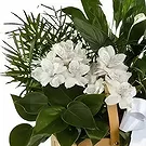 Cala Llonga flowers  -  Plant Basket Flower Bouquet/Arrangement