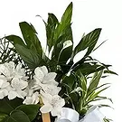 Cala Llonga flowers  -  Plant Basket Flower Bouquet/Arrangement