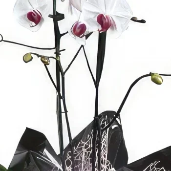 Cascais-virágok- Az orchideák királynője Virágkötészeti csokor