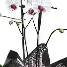Mira flowers  -  Queen of Orchids Flower Bouquet/Arrangement