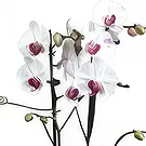 Mira flowers  -  Queen of Orchids Flower Bouquet/Arrangement