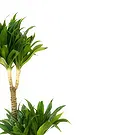 Vignone flowers  -  Yucca Plant Flower Bouquet/Arrangement