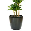 Vignone flowers  -  Yucca Plant Flower Bouquet/Arrangement