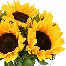 Leicester flowers  -  Sunny Smiles Flower Bouquet/Arrangement