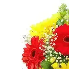 Akandzievo 花- 晴れた朝 花束/フラワーアレンジメント