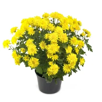 Włochy kwiaty- Żółta Chryzantema Roślina
