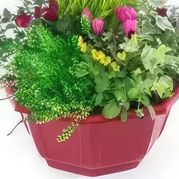 بائع زهور تولوز- كأس نبات بانسي باقة الزهور