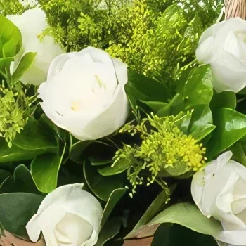 브라질리아 꽃- 15 개의 흰색 장미가있는 바구니 꽃다발/꽃꽂이