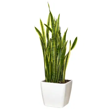 Italien blomster- Sansevieria Plant Blomst Levering