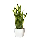 Vignone flowers  -  San severia plant Flower Bouquet/Arrangement