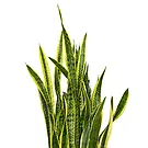 Vignone flowers  -  San severia plant Flower Bouquet/Arrangement
