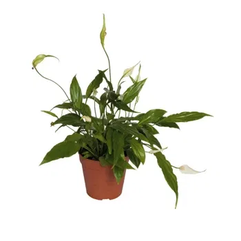Bologna cvijeća- Spathiphyllum Biljka