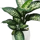 Cala Llonga flowers  -  Verdant Tropic Beauty Flower Bouquet/Arrangement