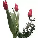 Adma flowers  -  Intoxicate Flower Bouquet/Arrangement