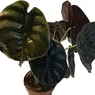 Zande blommor- Vibrerande Alocasia Bukett/blomsterarrangemang