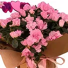 Adma flowers  -  Evoke Emotions Flower Bouquet/Arrangement