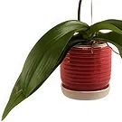 firmu kvety- Elegantná orchidea Aranžovanie kytice