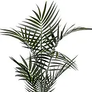 Al Shamkha flowers  -  Palm Flower Bouquet/Arrangement