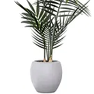 Al Shamkha flowers  -  Palm Flower Bouquet/Arrangement