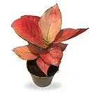 Belgium flowers  -  Vibrant Pink Aglaonema Flower Bouquet/Arrangement