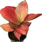 Belgium flowers  -  Vibrant Pink Aglaonema Flower Bouquet/Arrangement