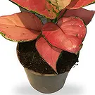 Belgium flowers  -  Vibrant Pink Aglaonema Flower Bouquet/Arrangement