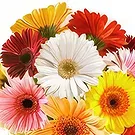 Al Marsa flori- Visul de zi Buchet/aranjament floral