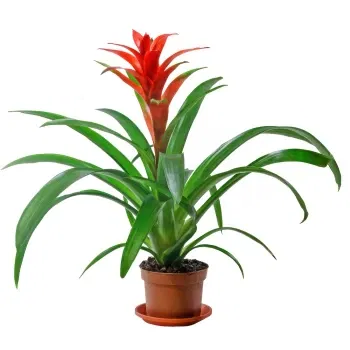 Italien blomster- Guzmania Plant Blomst Levering