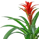 Vignone flowers  -  Guzmania plant Flower Bouquet/Arrangement
