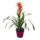 Cala Llonga flowers  -  Tropical Blaze Flower Bouquet/Arrangement