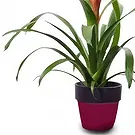Cala Llonga flowers  -  Tropical Blaze Flower Bouquet/Arrangement