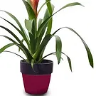 Cala Llonga flowers  -  Tropical Blaze Flower Bouquet/Arrangement