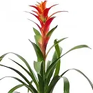 Cala Llonga flowers  -  Tropical Blaze Flower Bouquet/Arrangement