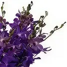 Pantoja blommor- Elegance B Bukett/blomsterarrangemang