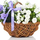 Vignone flowers  -  Basket of White and Blue Flowering Plants Flower Bouquet/Arrangement