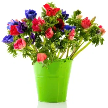 بائع زهور فلورنسا- باقة من شقائق النعمان