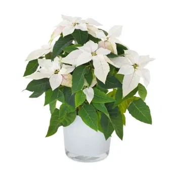 Itali bunga- Poinsettia Putih
