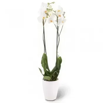 flores de Dusseldorf- elegância branca Bouquet/arranjo de flor