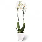 fleuriste fleurs de Berlin- élégance blanche Bouquet/Arrangement floral