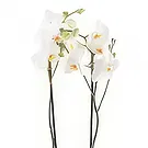 fleuriste fleurs de Berlin- élégance blanche Bouquet/Arrangement floral