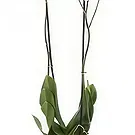 fleuriste fleurs de Berlin- élégance blanche Bouquet/Arrangement floral