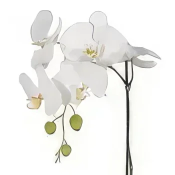 بائع زهور نابولي- أناقة اللون الأبيض باقة الزهور