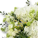 An-Najadah blomster- Hvit hortensia og freesiabukett Blomsterarrangementer bukett