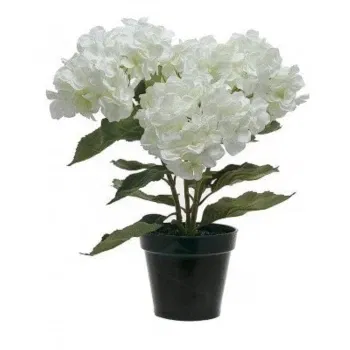 Włochy kwiaty- Biała Hortensja Roślina