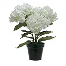 Vignone flowers  -  White hydrangea plant Flower Bouquet/Arrangement